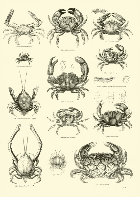 Seite aus dem Bildmuseum der belebten Natur von English School