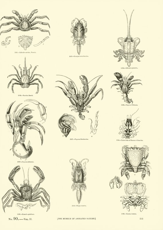 Seite aus dem Bildmuseum der belebten Natur von English School