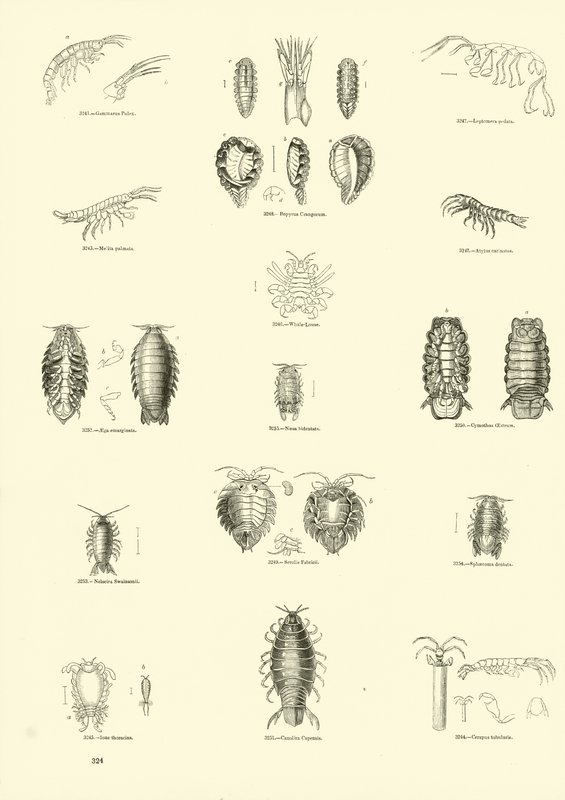 Seite aus dem Bildmuseum der belebten Natur von English School