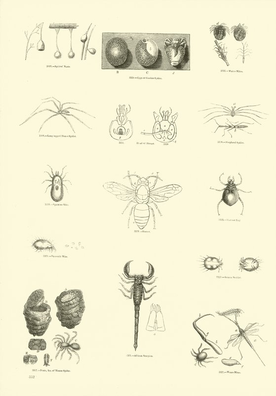 Seite aus dem Bildmuseum der belebten Natur von English School