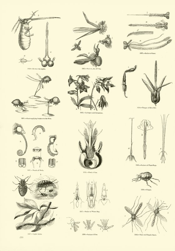 Seite aus dem Bildmuseum der belebten Natur von English School