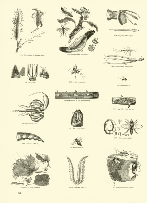 Seite aus dem Bildmuseum der belebten Natur von English School