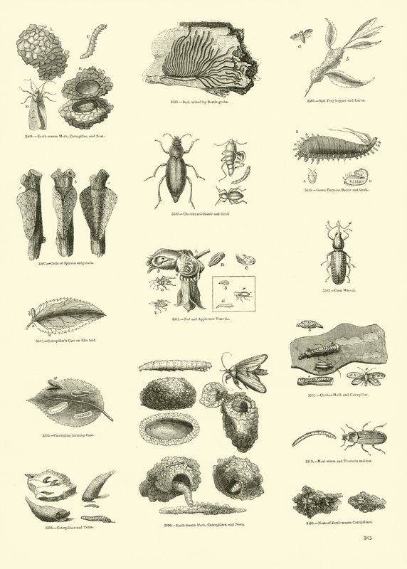 Seite aus dem Bildmuseum der belebten Natur von English School
