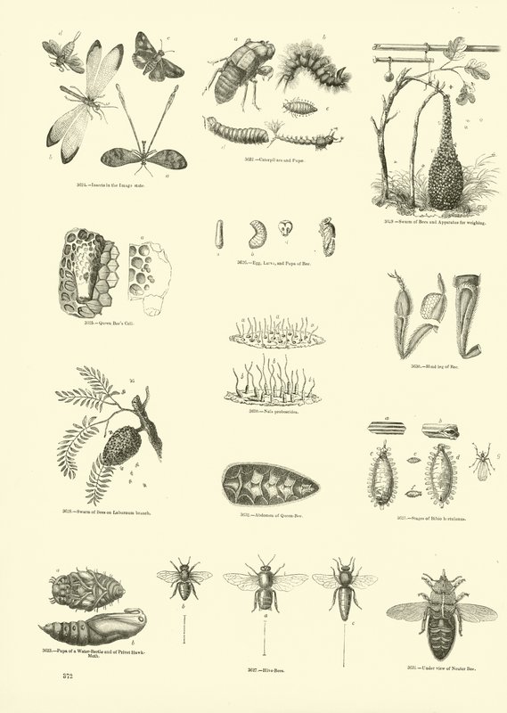 Seite aus dem Bildmuseum der belebten Natur von English School