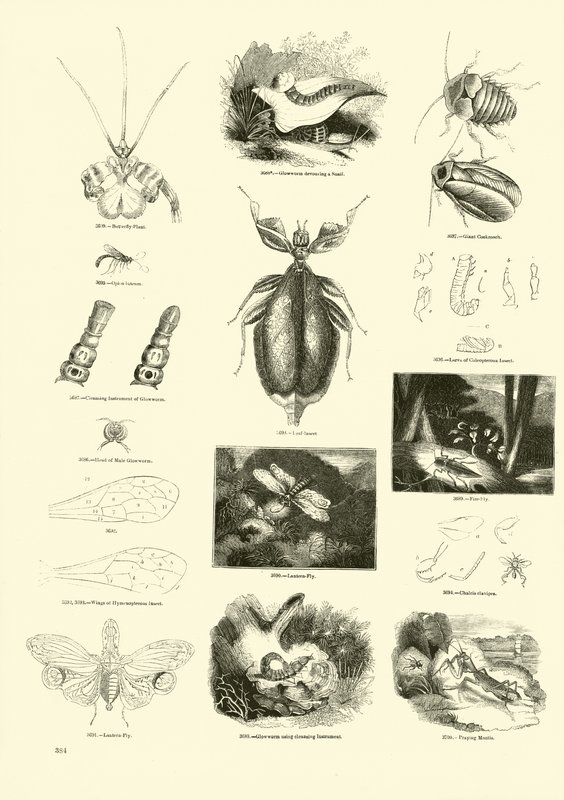 Seite aus dem Bildmuseum der belebten Natur von English School