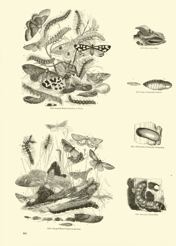 Seite aus dem Bildmuseum der belebten Natur von English School