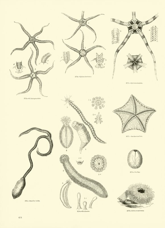 Seite aus dem Bildmuseum der belebten Natur von English School