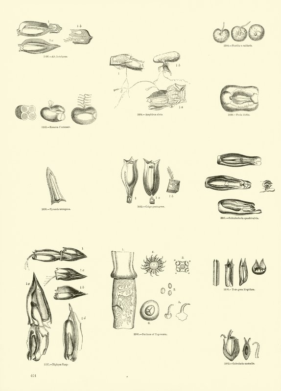Seite aus dem Bildmuseum der belebten Natur von English School
