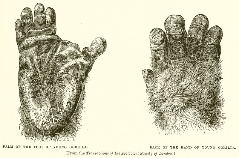 Handfläche des jungen Gorillas. Rückseite der Hand des jungen Gorillas von English School