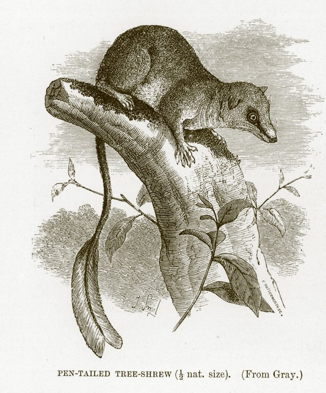 Federbusch-Spitzhörnchen, Illustration aus The Royal Natural History von English School