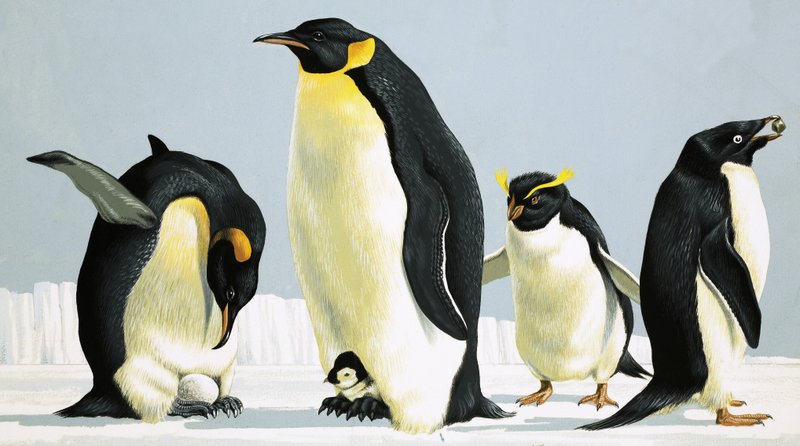 Pinguine von English School