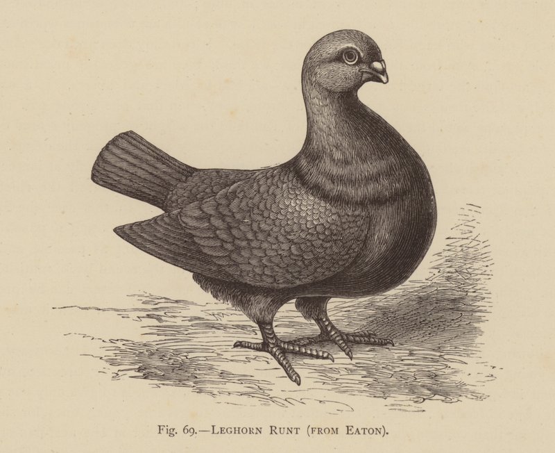 Tauben: Leghorn Runt, aus Eaton (Stich) von English School
