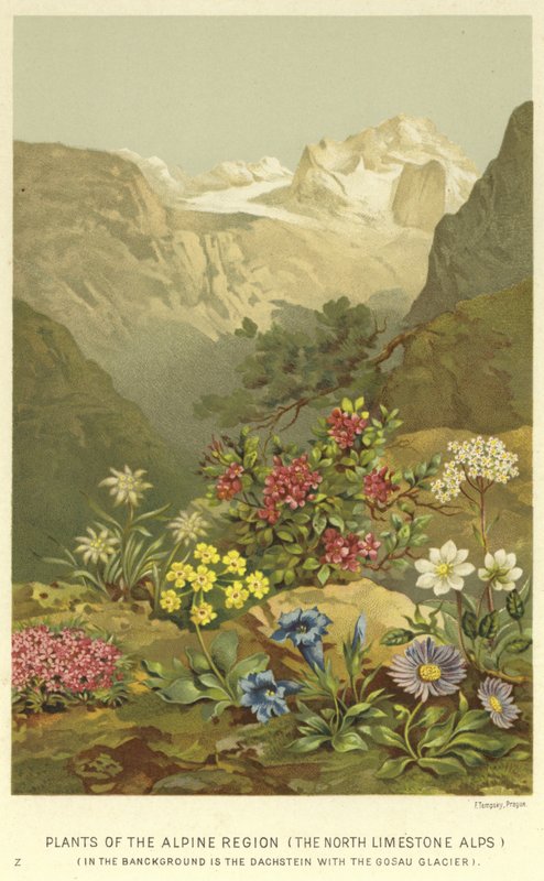 Pflanzen der alpinen Region, die Nordkalkalpen von English School