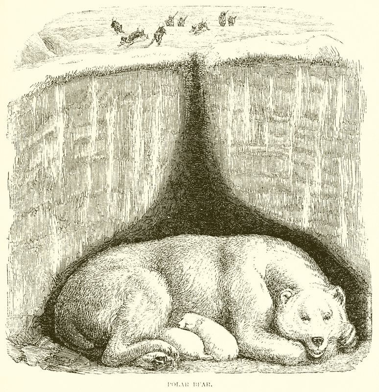 Eisbär von English School
