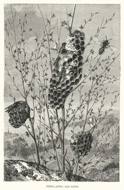 Polistes gallica und Nester von English School