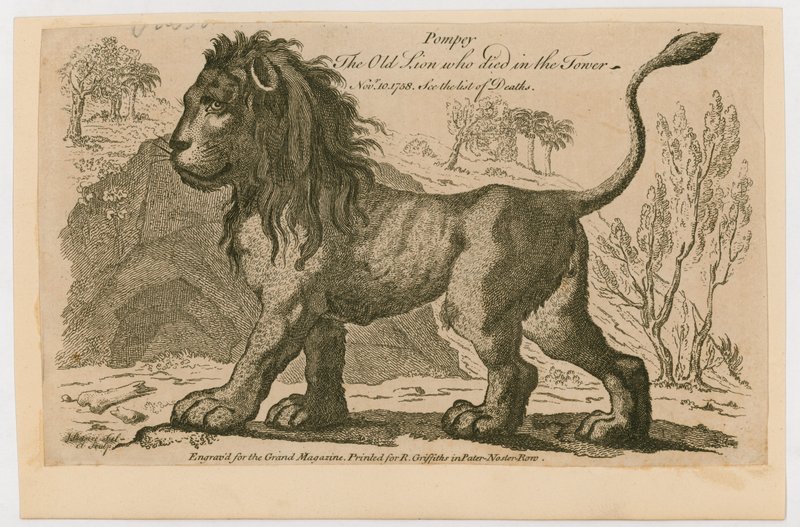 Pompey, der beliebteste Löwe im Tower of London. 1758 von English School