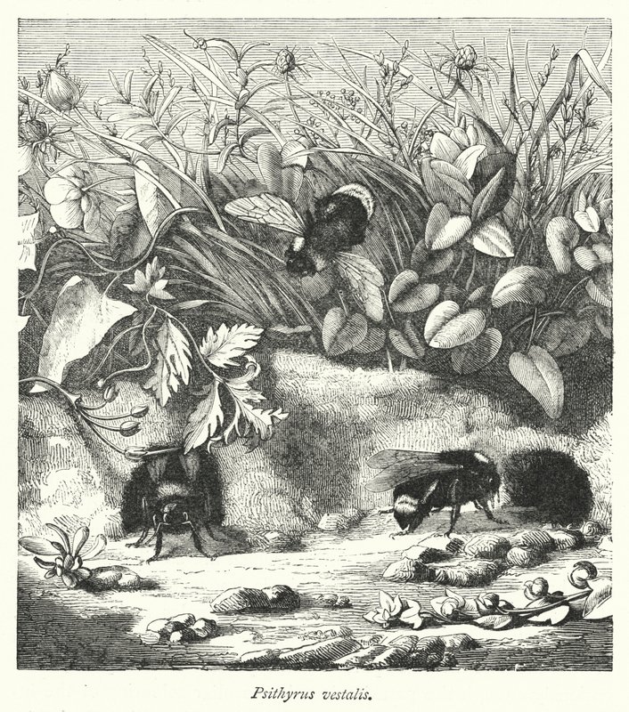 Psithyrus vestalis (Kupferstich) von English School
