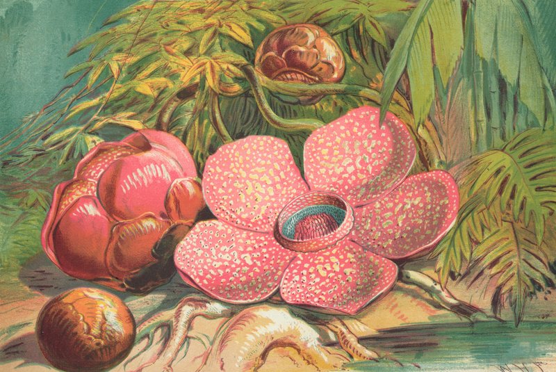 Rafflesia Arnoldii, Riesenblume der Regenwälder Sumatras von English School