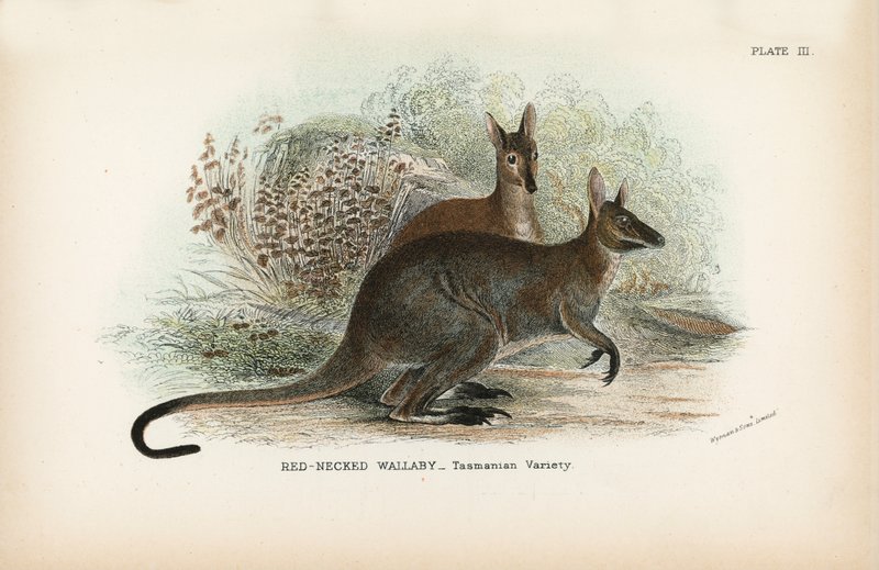Rotnackenwallaby, Tasmanische Variante von English School