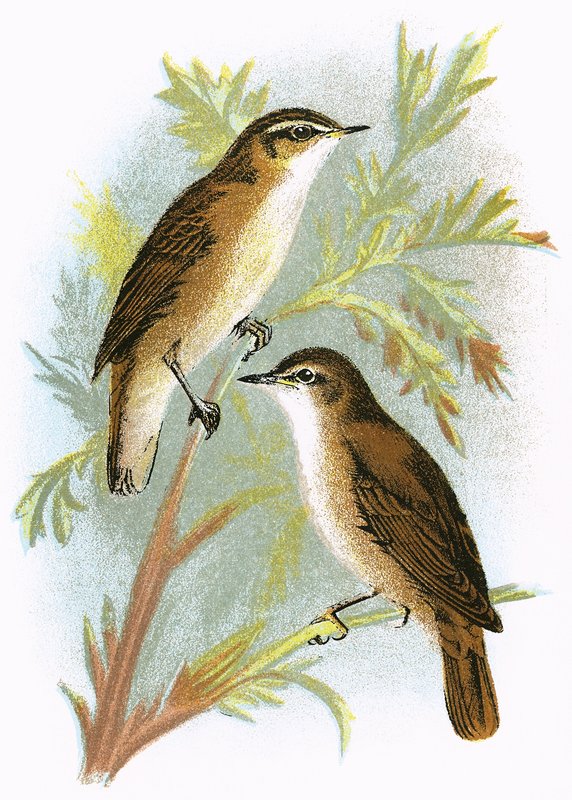 Rohrschwirl (unten) und Schilfrohrsänger (oben) von English School