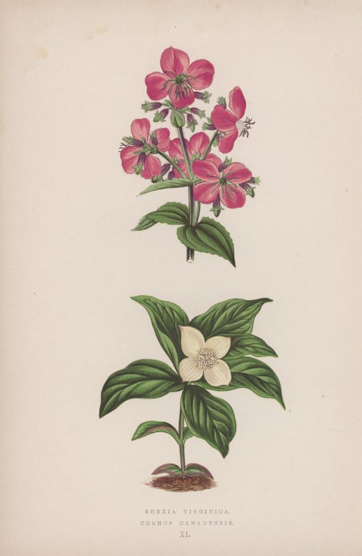 Rhexia Virginica; Cornus Canadensis von English School