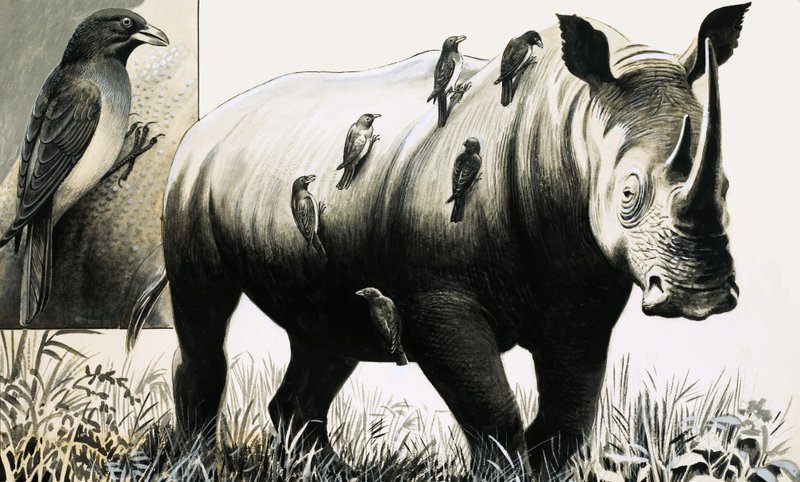 Nashorn und Madenhacker von English School