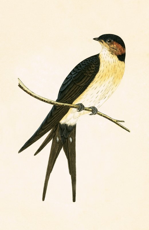 Rostschwalbe, Illustration aus 
