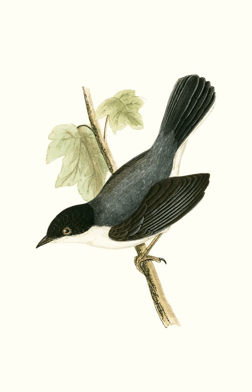 Sardische Grasmücke, Illustration aus 
