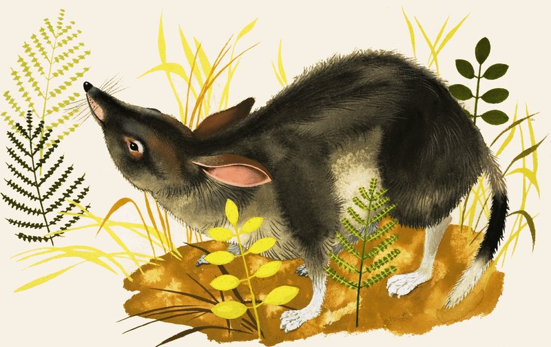 Spitzmaus von English School