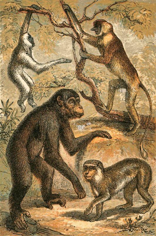 Silbergibbon, Nasenaffe, Schimpanse und Berberaffe von English School