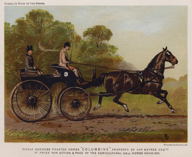 Einspänner Phaeton Pferd "Columbine," Eigentum von Charles Baynes Esq von English School