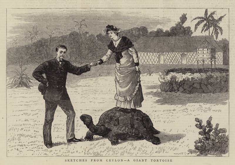Skizzen aus Ceylon, eine Riesenschildkröte von English School