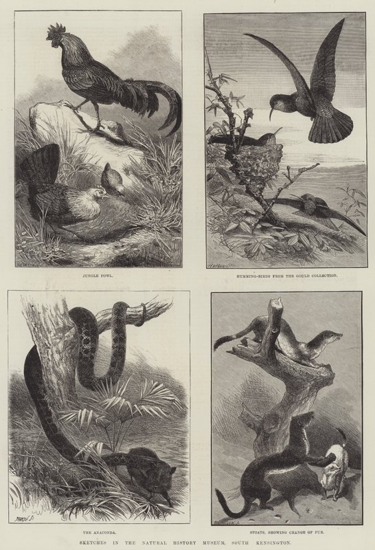 Skizzen im Naturhistorischen Museum, South Kensington (Gravur) von English School
