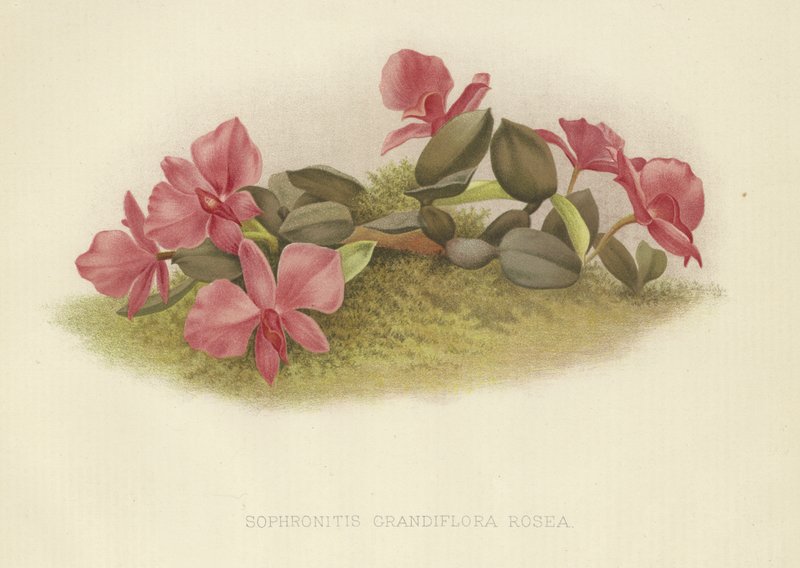 Sophronitis grandiflora rosea von English School