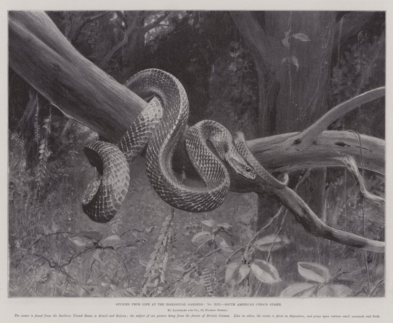 Studien aus dem Leben im Zoologischen Garten, südamerikanische Korallenschlange von English School