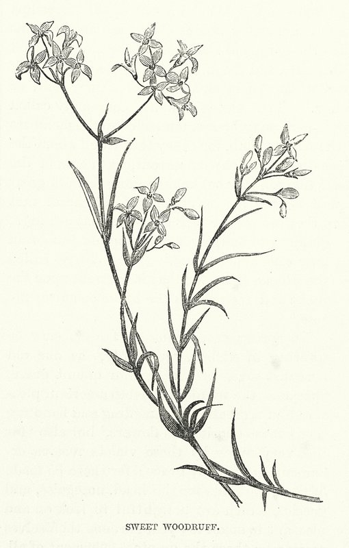 Waldmeister (Gravur) von English School