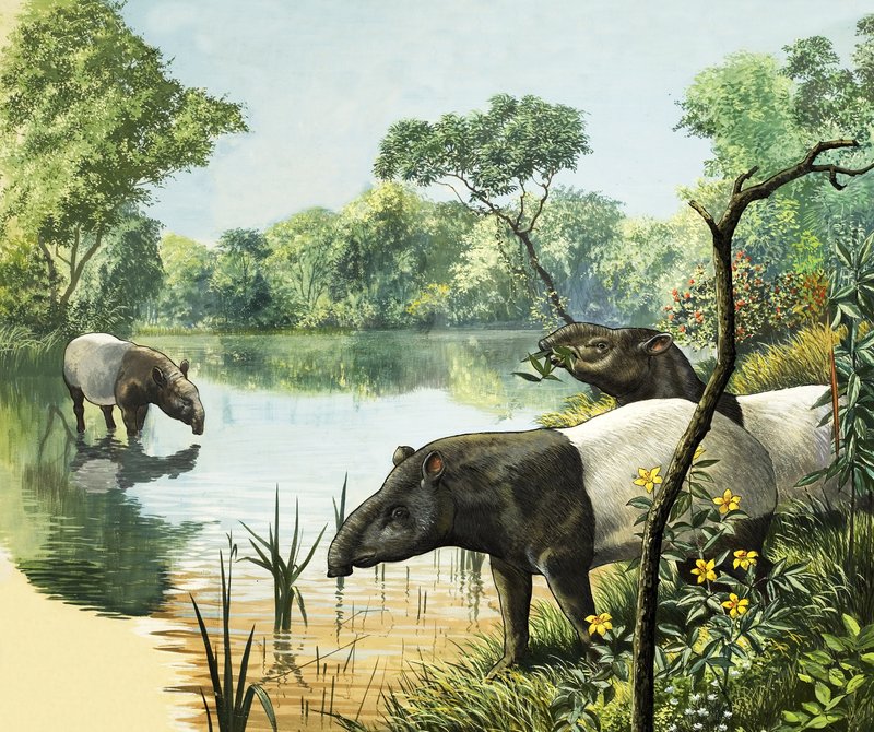 Tapire, Illustration aus Naturwunder von English School