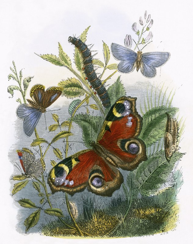 Das Schmetterlingsvivarium von English School