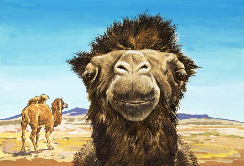 Das Kamel, Illustration aus 