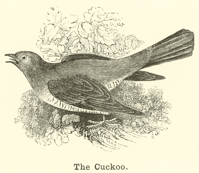 Der Kuckuck von English School
