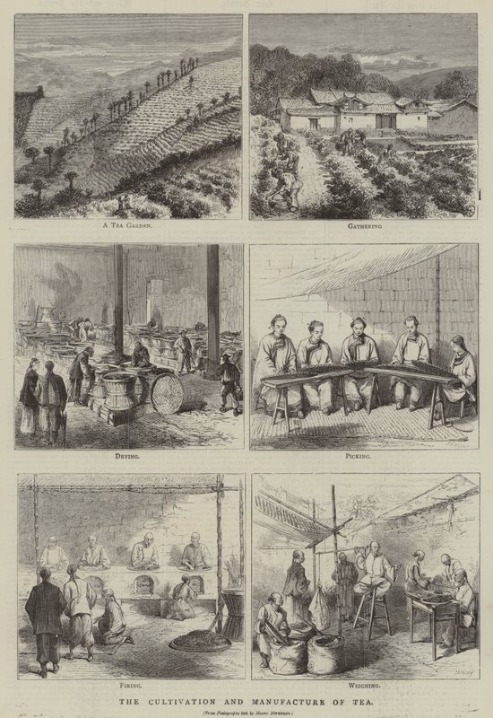 Der Anbau und die Herstellung von Tee von English School