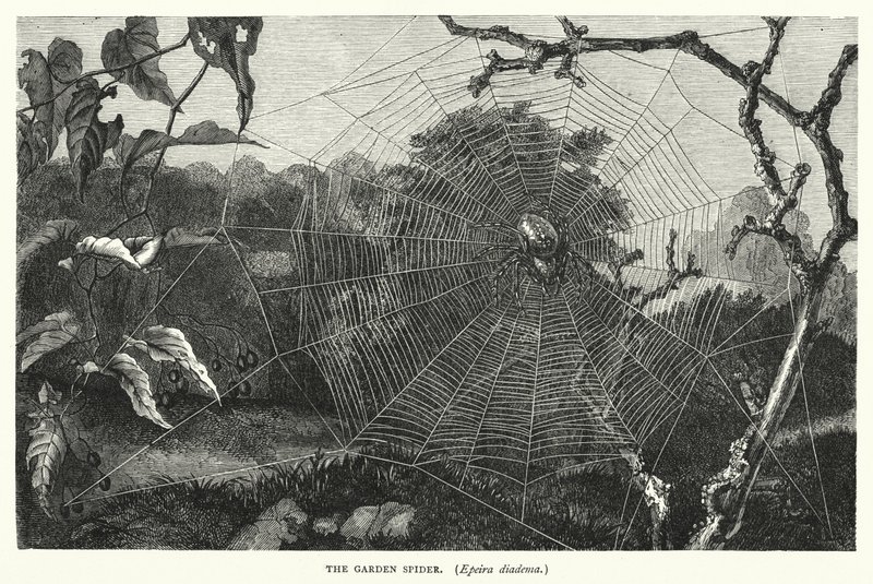 Die Gartenkreuzspinne, Epeira diadema von English School