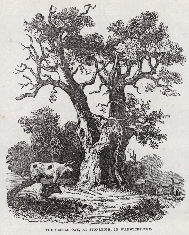 Die Gospel-Eiche, Stonleigh, Warwickshire (Gravur) von English School