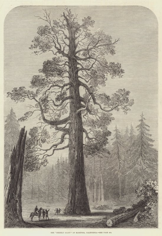 Der "Grizzly Giant" von Mariposa, Kalifornien von English School
