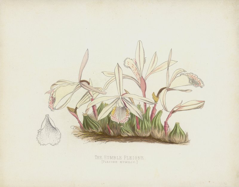 Die Bescheidene Pleione, Pleione Humilis von English School