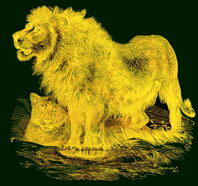 Der Löwe, Illustration aus J. G. Woods Illustrierte Naturgeschichte, veröffentlicht um 1850 von English School