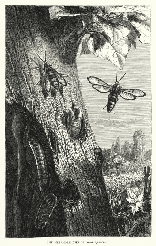Die Metamorphosen von Sesia apiformis von English School