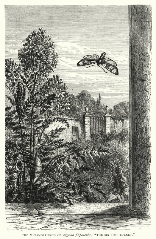 Die Metamorphosen von Zygaena filipendulae, "Der Sechsfleck-Widderchen" (Stich) von English School