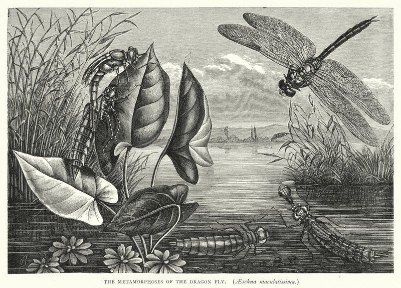 Die Metamorphosen der Libelle, Aeschna maculatissima von English School