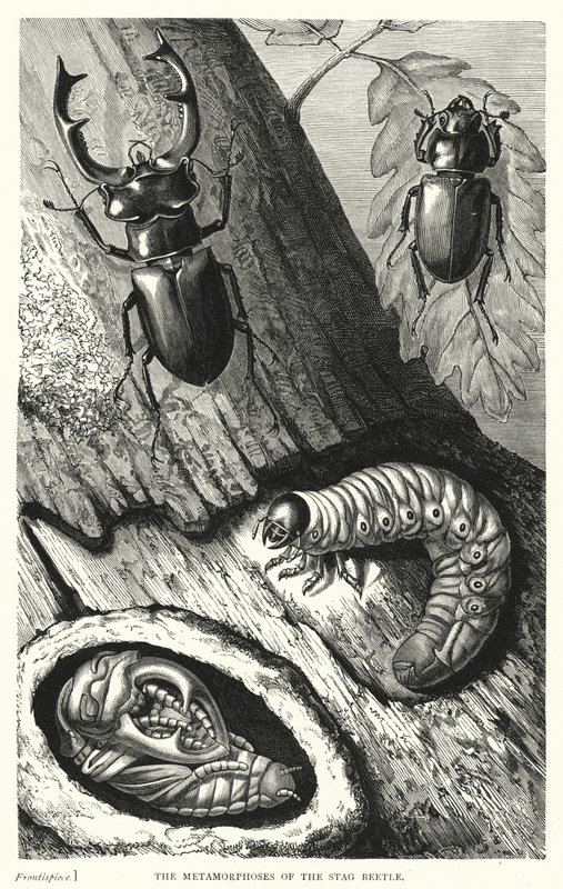 Die Metamorphosen des Hirschkäfers (Kupferstich) von English School